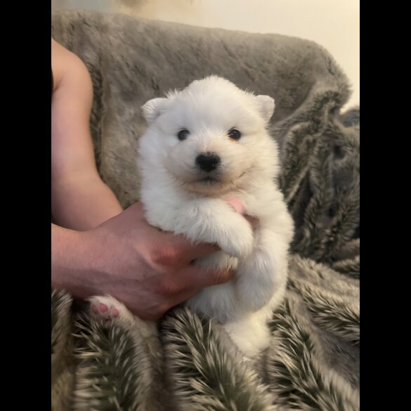 Samoyed - Both