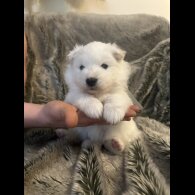 Samoyed - Both