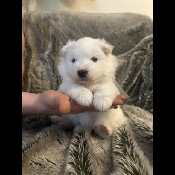 Samoyed - Both
