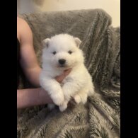 Samoyed - Both