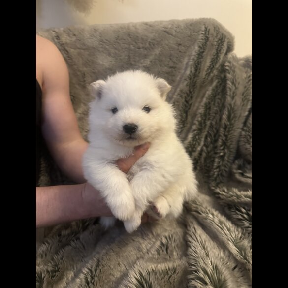 Samoyed - Both