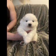 Samoyed - Both