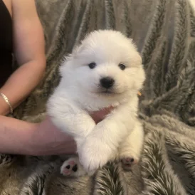 Samoyed - Both