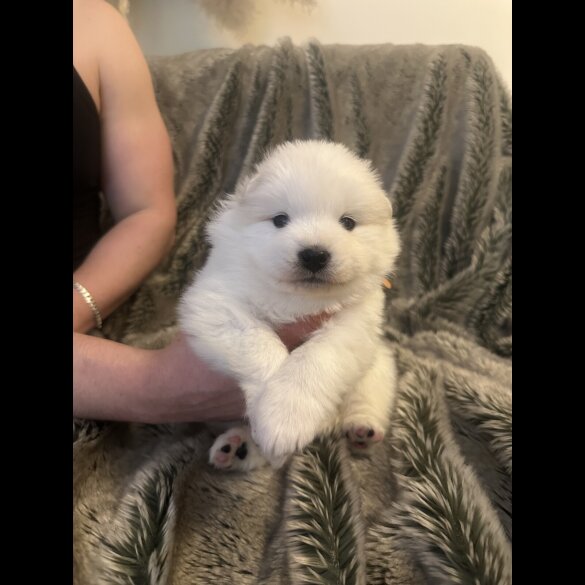 Samoyed - Both