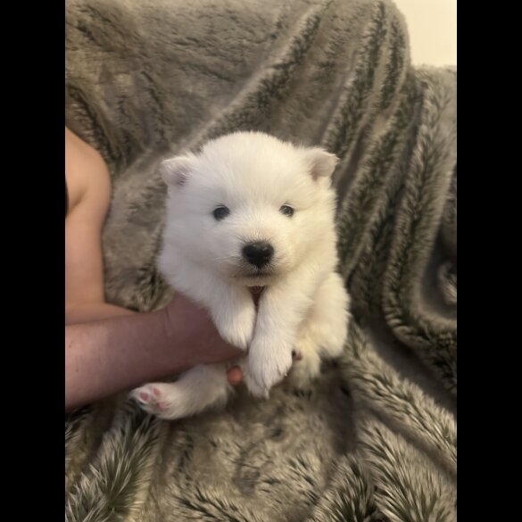 Samoyed - Both