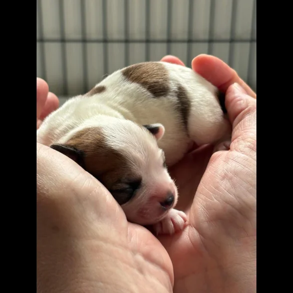 Chihuahua - Both