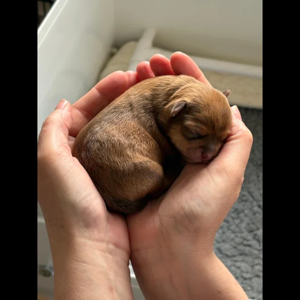 Chihuahua - Both