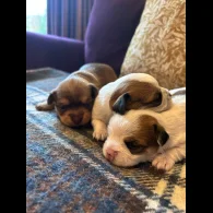 Chihuahua - Both