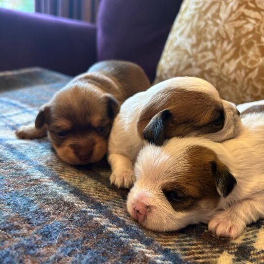 Biewer Terrier - Both