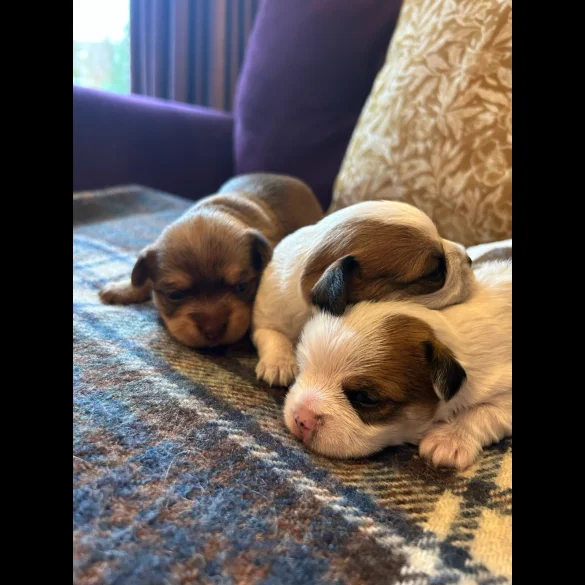 Chihuahua - Both