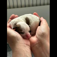 Chihuahua - Both