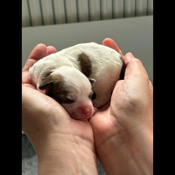 Chihuahua - Both