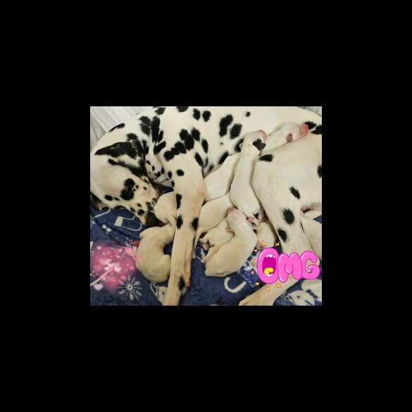Dalmatian - Both