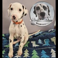 Dalmatian - Both