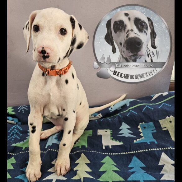 Dalmatian - Both