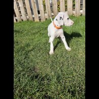 Dalmatian - Both