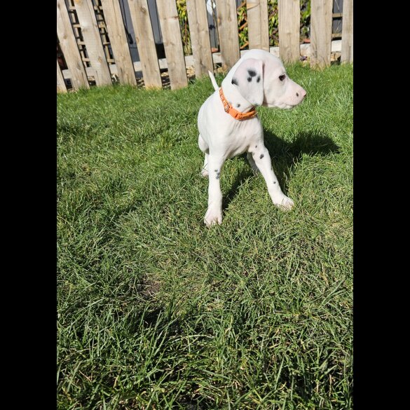 Dalmatian - Both