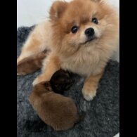 Pomeranian - Both