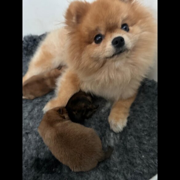 Pomeranian - Both