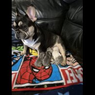 French Bulldog - Both