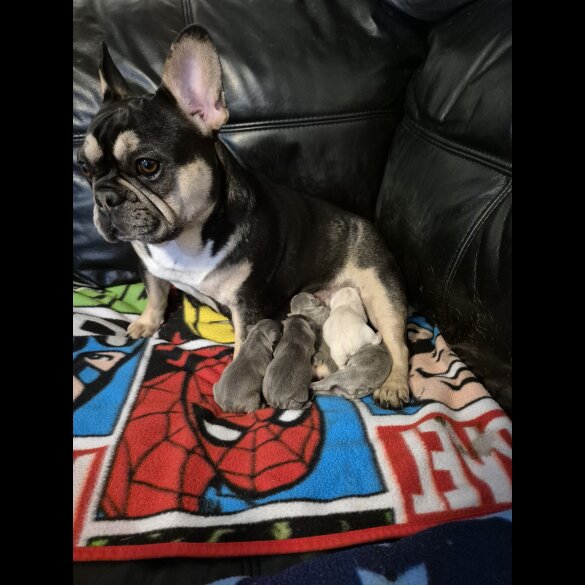 French Bulldog - Both
