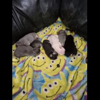 French Bulldog - Both