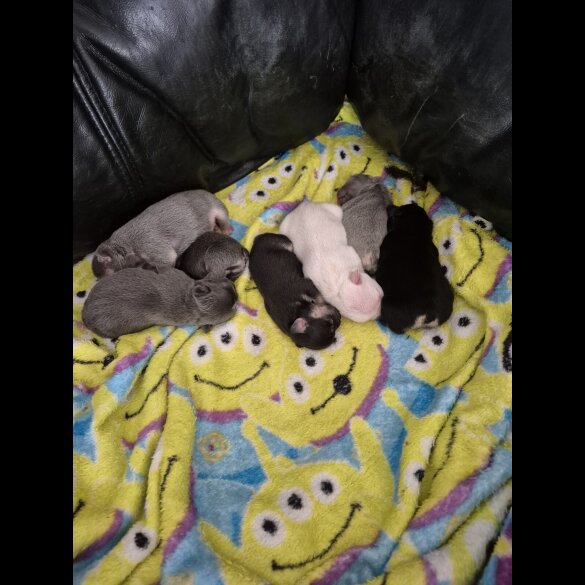 French Bulldog - Both