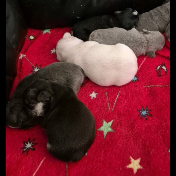 French Bulldog - Both