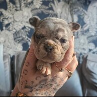 French Bulldog - Both