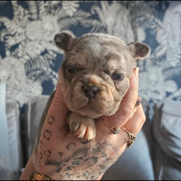 French Bulldog - Both