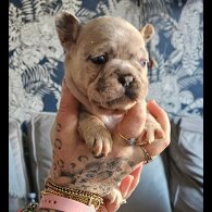 French Bulldog - Both