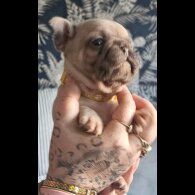 French Bulldog - Both