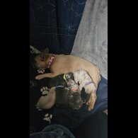 French Bulldog - Both