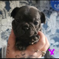French Bulldog - Both