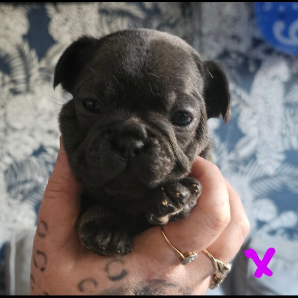 French Bulldog - Both