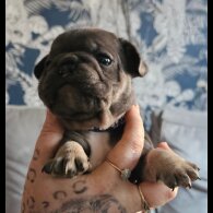 French Bulldog - Both