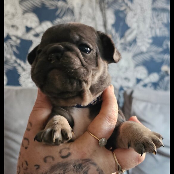 French Bulldog - Both
