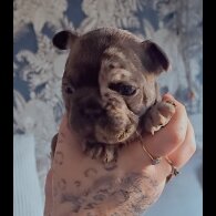 French Bulldog - Both