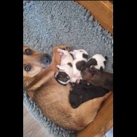 Jack Russell - Both