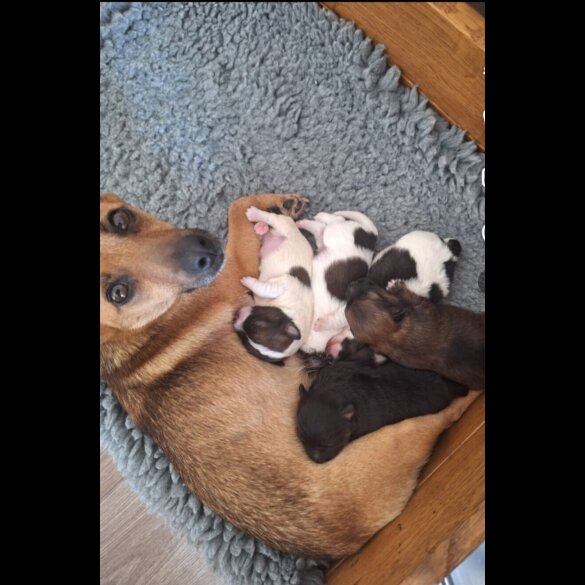 Jack Russell - Both