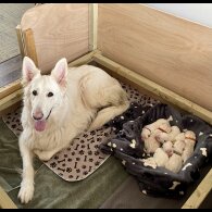 German Shepherd (Alsatian) - Both