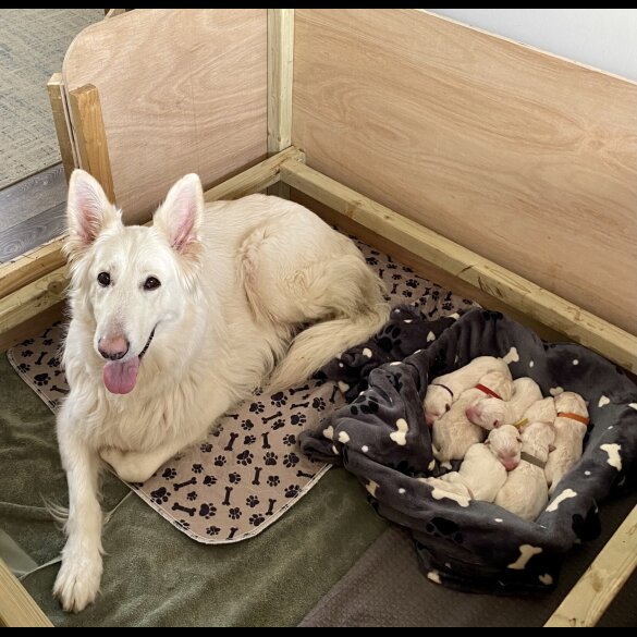 German Shepherd (Alsatian) - Both