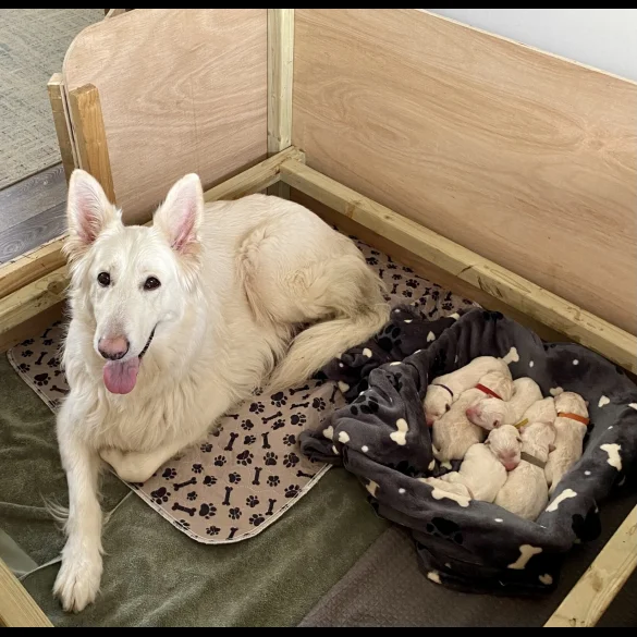 German Shepherd (Alsatian) - Both