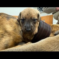 Whippet - Dogs