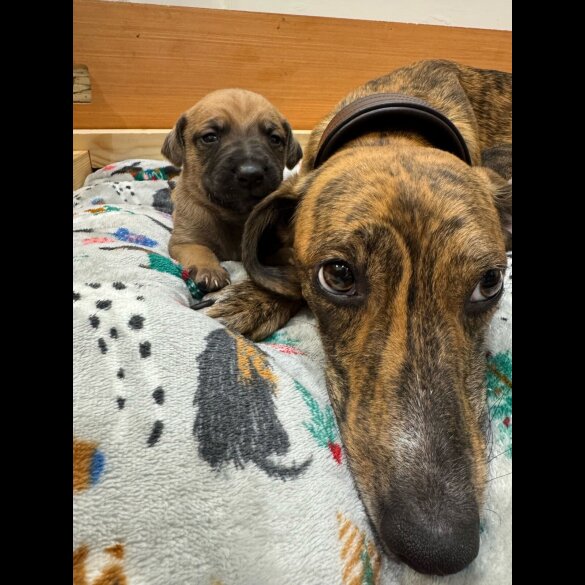 Whippet - Dogs