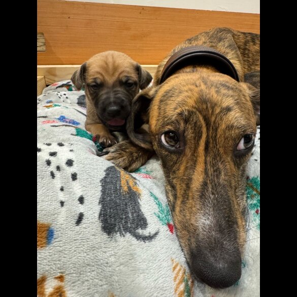 Whippet - Dogs