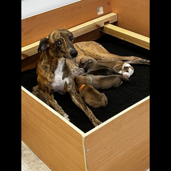 Whippet - Dogs