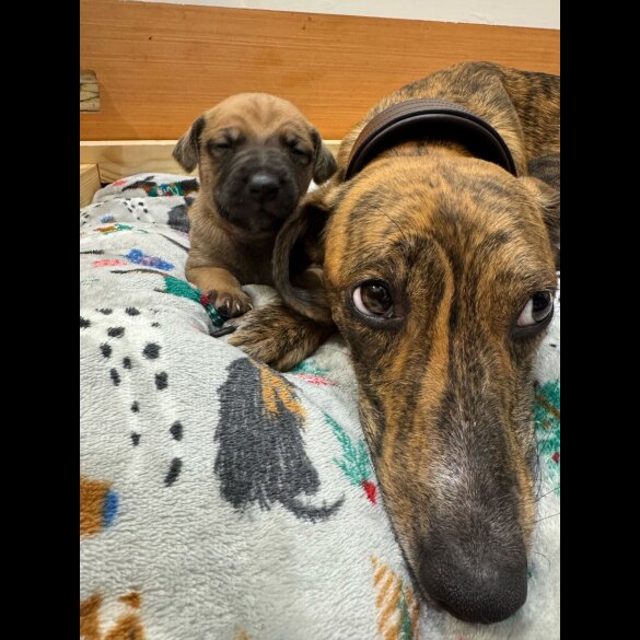 Whippet - Dogs