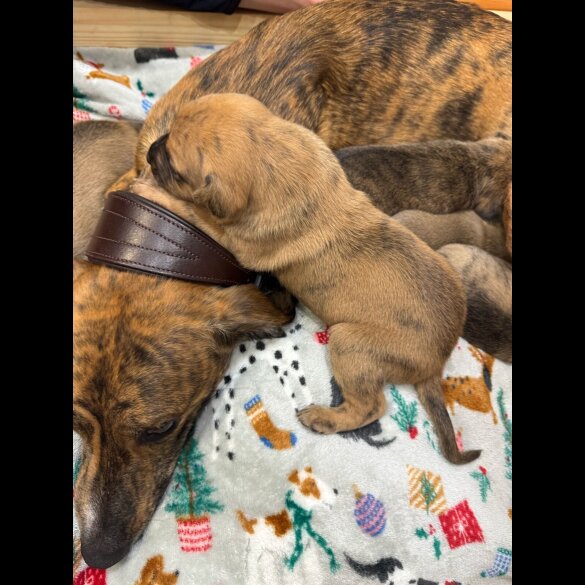 Whippet - Dogs