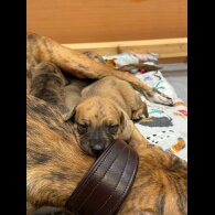 Whippet - Dogs